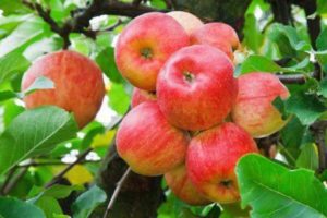 Pommier « Yablochny Spas » : caractéristiques de la variété et entretien