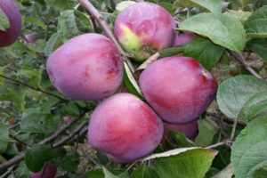 Pommier Alesya : caractéristiques de la variété et entretien