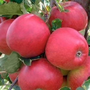 Pommier Ekrannoe : caractéristiques de la variété et entretien