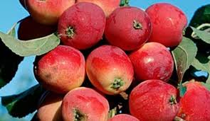 Pommier rouge Minusinskoye : Variété, caractéristiques et entretien