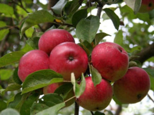 Pommier Altai Crimson : caractéristiques et entretien de la variété