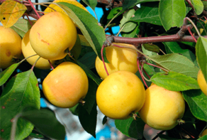 Pommier Uralskoye Nalivnoye : caractéristiques de la variété et entretien