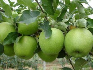 Pommier Granny Smith : caractéristiques de la variété et entretien