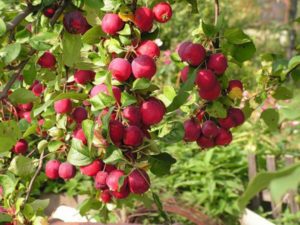Pommier rouge Minusinskoye : Variété, caractéristiques et entretien
