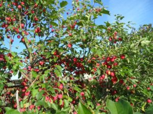 Pommier Altai Crimson : caractéristiques et entretien de la variété