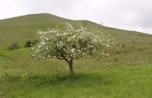 Pommier de montagne d'Ermakovskoïe : caractéristiques et entretien de la variété