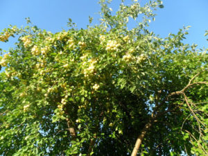 Pommier Uralskoye Nalivnoye : caractéristiques de la variété et entretien