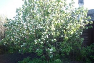 Pommier Phoenix Altai : caractéristiques de la variété et entretien