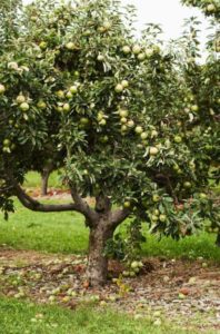 Pommier Granny Smith : caractéristiques de la variété et entretien