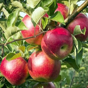 Pommier « Prizemlennye » : caractéristiques de la variété et entretien