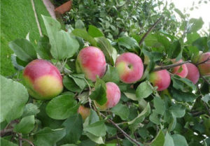 Pommier Marat Busurin : variété et conseils d’entretien