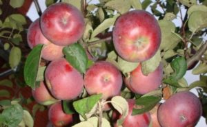 Pommier Brusnichnoe : caractéristiques de la variété et entretien