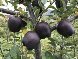 Pommier Black Diamond : caractéristiques de la variété et entretien