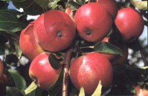 Pommier Aphrodite : caractéristiques de la variété et entretien