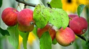 Pommier Altai Golubok : caractéristiques de la variété et entretien