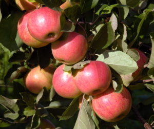Pommier Mayak Zagorje : caractéristiques de la variété et entretien
