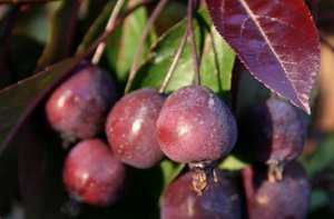 Pommier Royalty : caractéristiques de la variété et entretien
