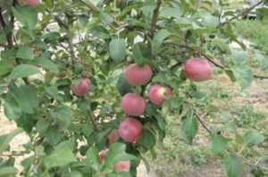 Le pommier Oulyanishchev Memory : caractéristiques de la variété et entretien