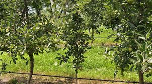 Pommier Uspenskoye : caractéristiques de la variété et entretien