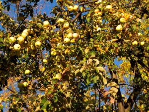 Pommier Pobeda : caractéristiques de la variété et entretien