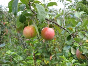 Pommier Mayak Zagorje : caractéristiques de la variété et entretien