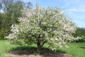 Pommier Stroevskoye : caractéristiques de la variété et entretien