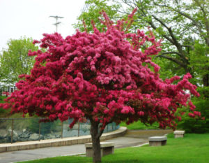 Pommier Royalty : caractéristiques de la variété et entretien