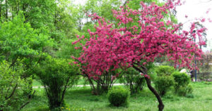 Pommier Nedzvetsky : caractéristiques de la variété et entretien