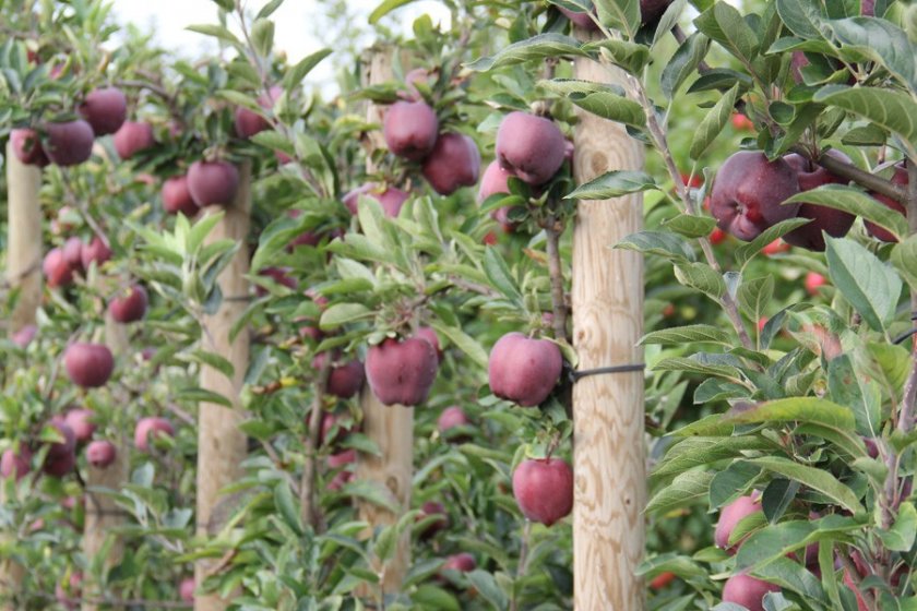 Pourquoi votre pommier ne fleurit pas : liste complète des raisons et meilleures solutions