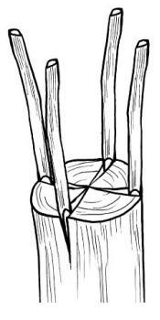 Guide complet de la greffe de pommier fendu pour débutants