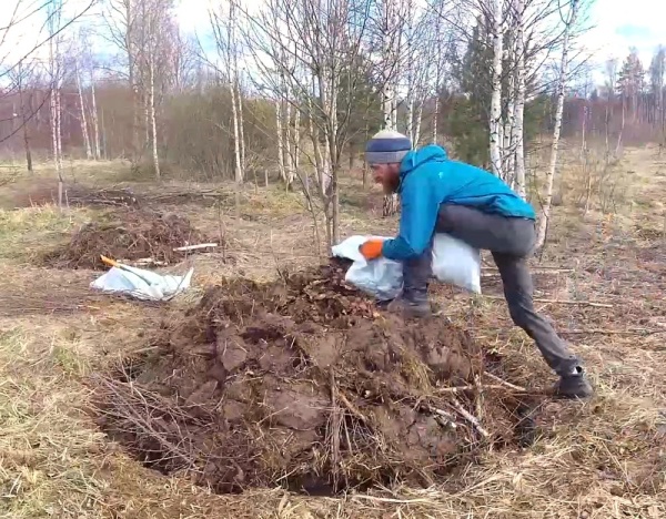 Planter un pommier en pleine terre au printemps : instructions étape par étape sur quand et comment planter les jeunes plants