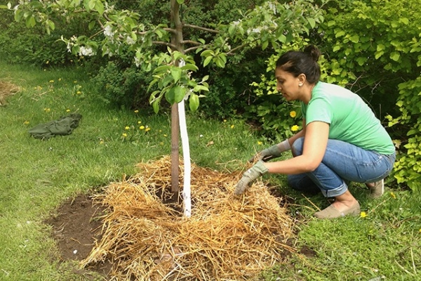 Planter un pommier en pleine terre au printemps : instructions étape par étape sur quand et comment planter les jeunes plants