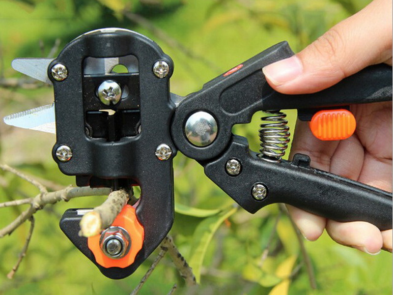 Comment greffer un pommier sur un porte-greffe sauvage : un guide étape par étape pour les jardiniers débutants
