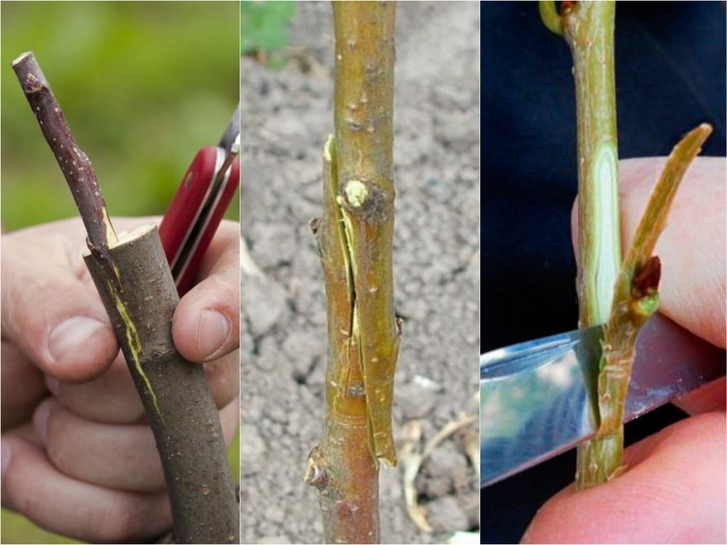 Greffage d'un poirier sur un pommier : période optimale et techniques