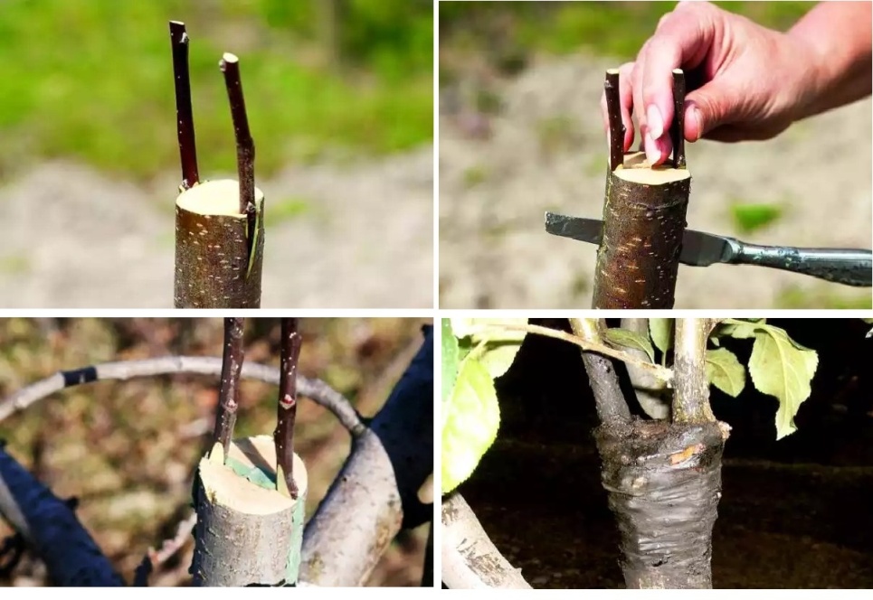 Greffage d'un poirier sur un pommier : période optimale et techniques