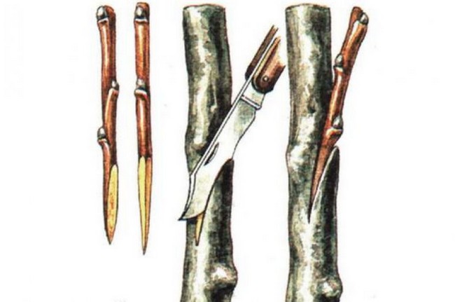 Greffage d'un poirier sur un pommier : période optimale et techniques