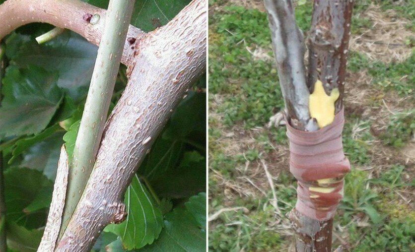 Greffage d'un poirier sur un pommier : période optimale et techniques