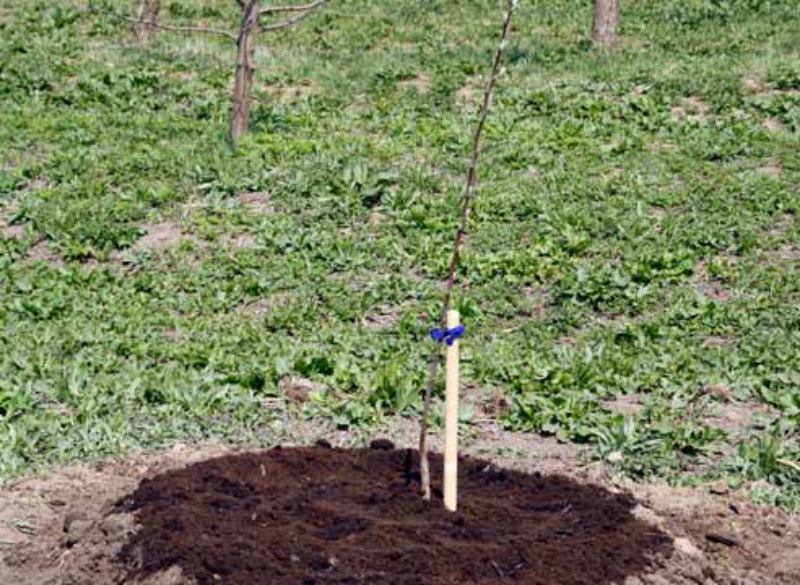 un piquet pour fixer un arbre