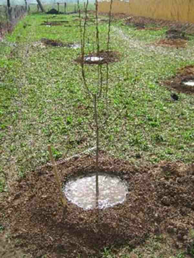 arroser un pommier planté en automne