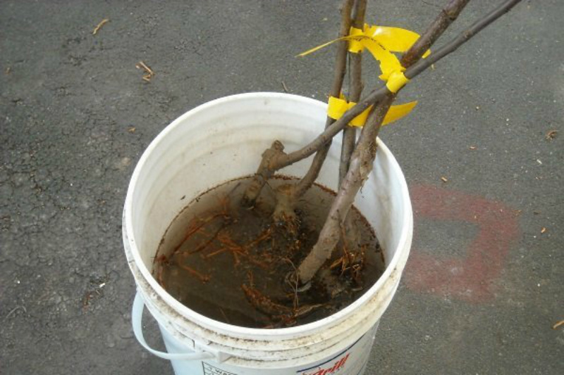nous plantons un pommier en automne