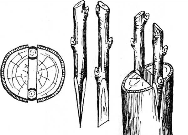 Comment greffer un pommier sur un porte-greffe sauvage : un guide étape par étape pour les jardiniers débutants