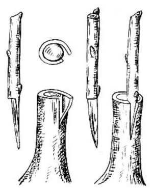 greffe d'écorce sur un arbre sauvage