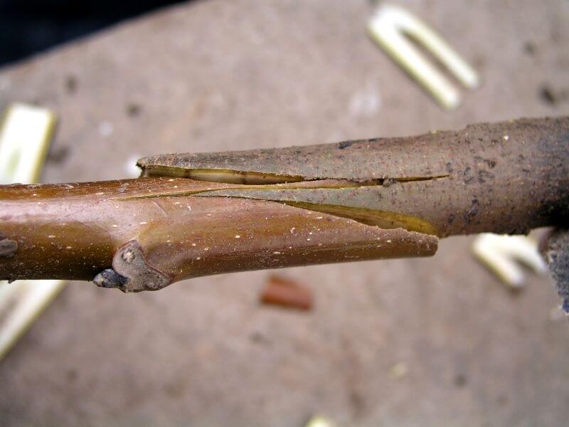Comment greffer un pommier sur un porte-greffe sauvage : un guide étape par étape pour les jardiniers débutants