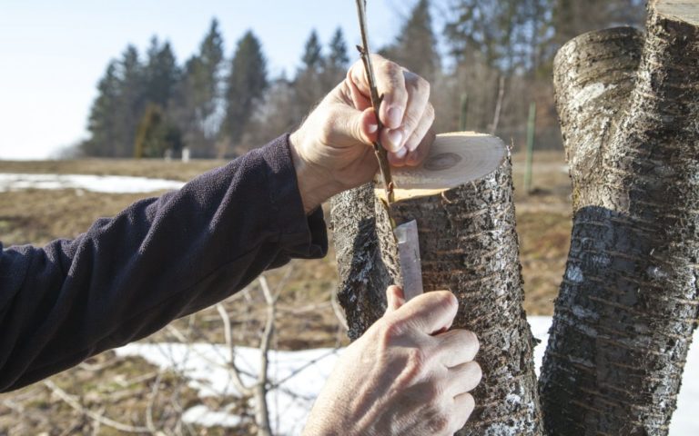 greffe sur un arbre sauvage sous l'écorce