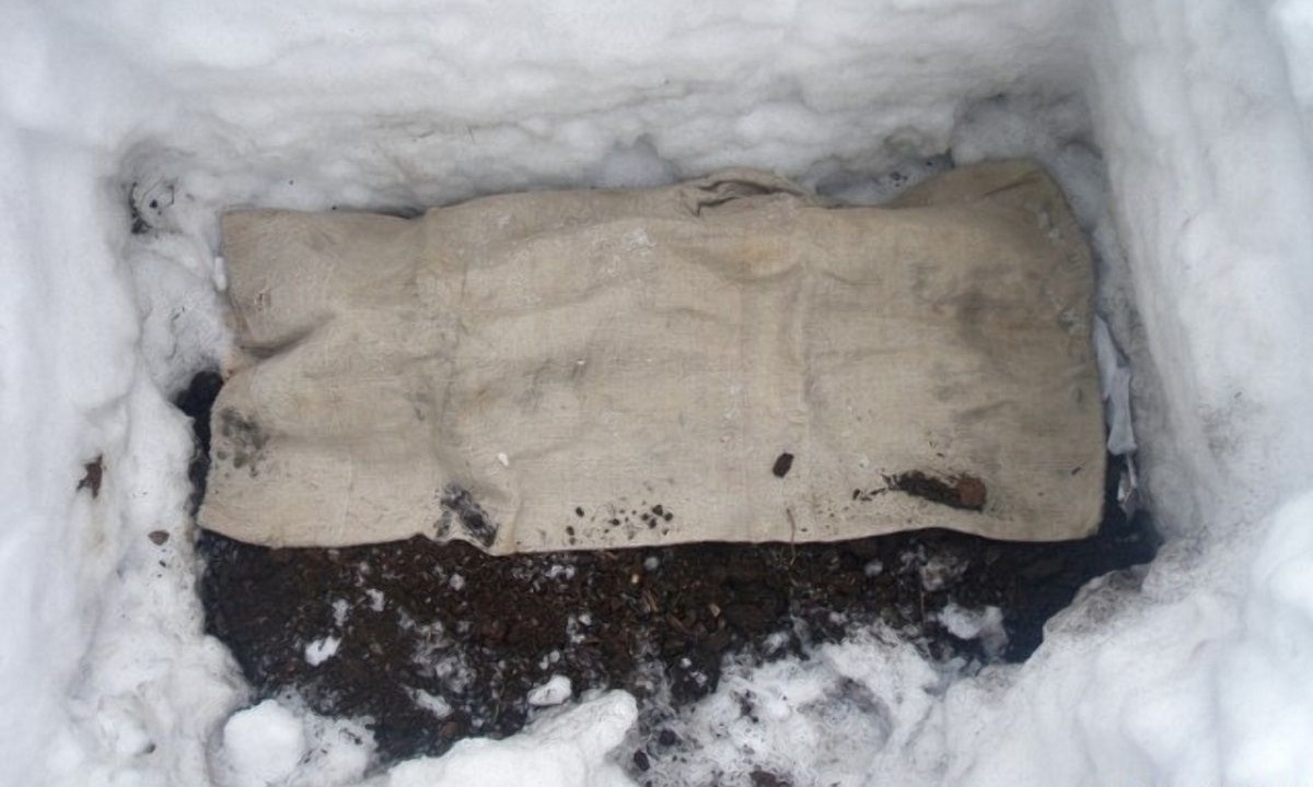 Préparation et conservation des boutures de pommiers en vue du greffage printanier