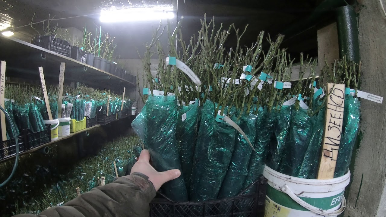 Préparation et conservation des boutures de pommiers en vue du greffage printanier