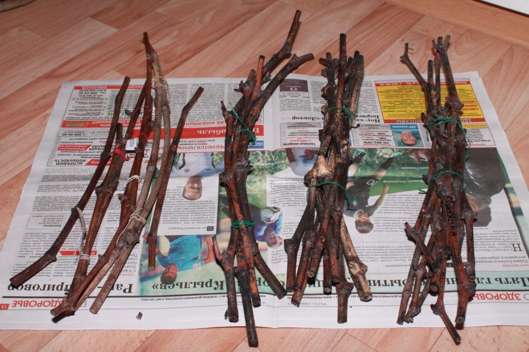 Préparation et conservation des boutures de pommiers en vue du greffage printanier