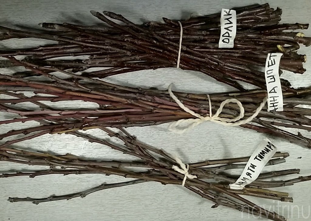 Préparation et conservation des boutures de pommiers en vue du greffage printanier