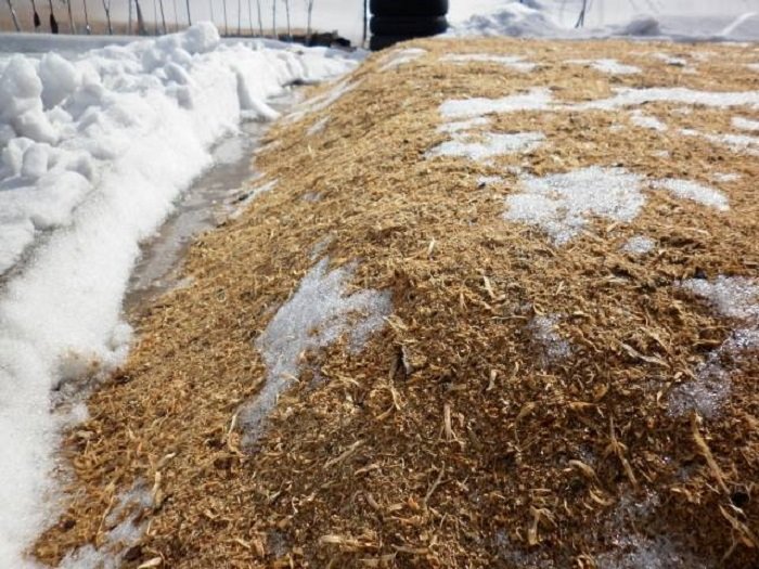 Préparation et conservation des boutures de pommiers en vue du greffage printanier