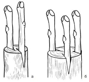 Méthodes de greffage des arbres fruitiers au printemps : choisir la méthode optimale